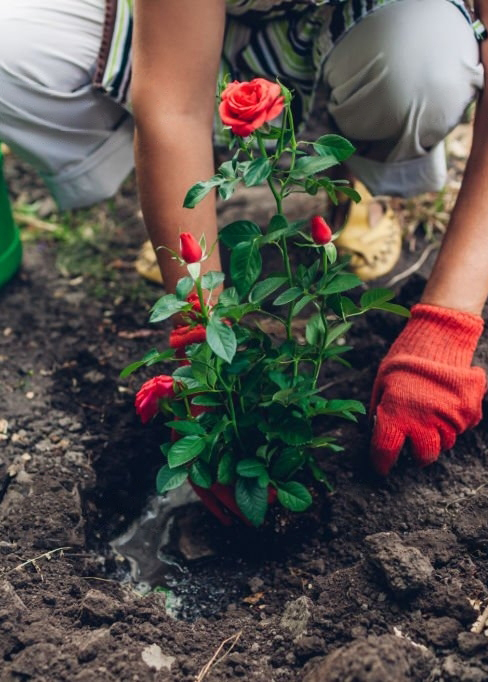 Ruusujen istuttaminen - asioita, jotka on hyvä tietää istutettaessa 